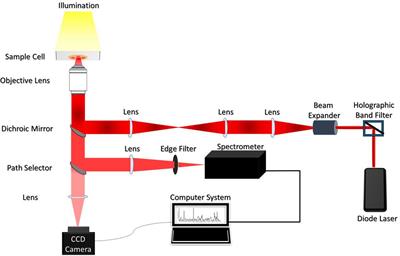 Micro-Raman Spectroscopy Analysis of Optically Trapped Erythrocytes in Jaundice